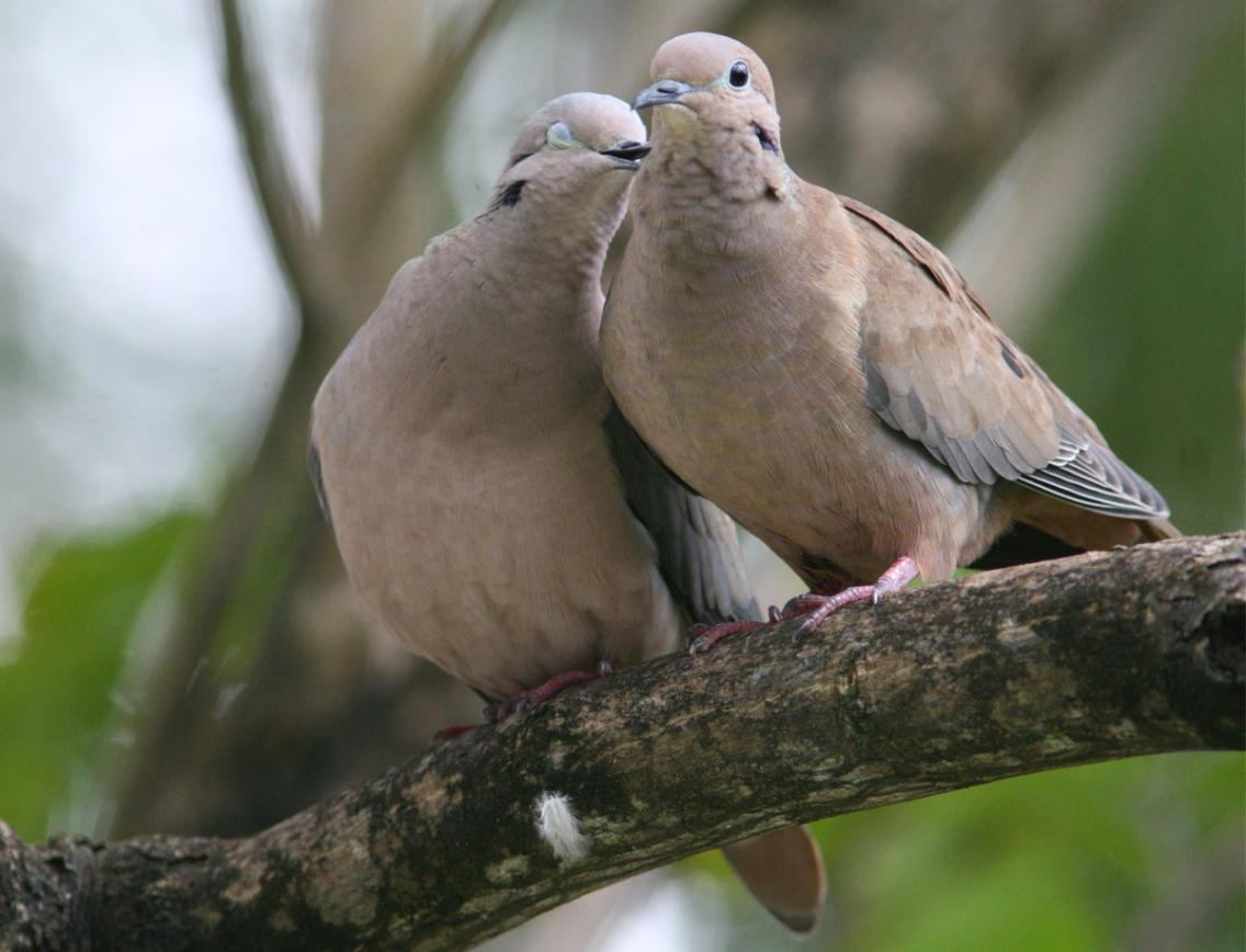 الاســـم:	Dove.jpg
المشاهدات: 23747
الحجـــم:	86.6 كيلوبايت